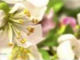 ♡ André Rieu - Spring Blossom