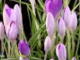 ♡ André Rieu - Spring Flowers