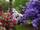 Virágos kert az én szívem - Zárai Márta