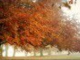 Hulló levelek - André Rieu - Autumn Leaves
