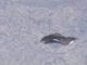 NEW AMAZING pictures of BLACK KNIGHT UFO satellite from ISS !!! Febr 2018