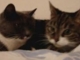 YouTube - The two talking cats