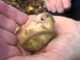 Snoring Dormouse with sound - listen