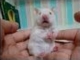 Complete version of Shocked White Mouse！吓呆掉的小白鼠完整版！！so cute!