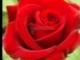 Kovács Apollónia-Láttál-e már szírmát bontó piros rózsát