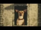 BEVERLY_HILLS_CHIHUAHUA__OFFICIAL_TRAILER_