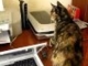 Cat VS. Printer