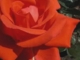 Egy rózsa száll