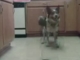 Jumpy the dog knows a lot of cool trick 2013[1]