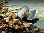 107270_49287_n_1