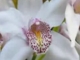  MEDWYN GOODALL - Orchid Potion Music for Relaxation and Meditation