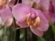 Orchidea szakmai és bemutató nap!