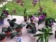 How I water my orchids & propagating new keiki from phalaenopsis orchid plants