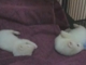 Ferret Babies