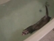 Ferret swimming