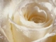 az Utolsó rózsa