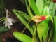 Orhidea és Bromélia kiállitás