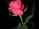 Csongrádi Kata - Millió rózsaszál