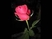 Csongrádi Kata: Millió millió rózsaszál
