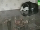 macska &amp; terepasztal