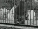 (1895) - lumiere - lion london zoological gardens