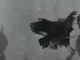 (1896) - edison - cock fight , (silent, dvd)
