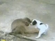 Monkey Laughing At Dog