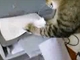 Macska és a nyomtató esete