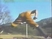 kung fu