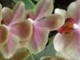 Orchids - Kitaro
