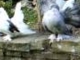 Indian Fantail pigeons
