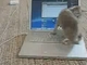 A számítógép-programozó macska