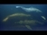 Dolphins 1080p HD Trailer 2009