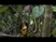 Esőerdők  -  5/1.rész  ( BBC - Planet Earth)