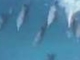 Surfing Dolphins @ Jeffreys Bay- BBC Dolphins: Deep Thinkers
