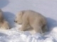 Sarkvidéktől sarkvidékig- 6/1.rész (Planet Earth  BBC)