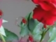 Capuccino-Egy-szál-vörös-rózsa