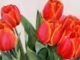 Piros tulipán Bodnár Attila Vándorzenész