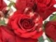 Red Roses For You