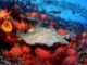♫ MEDWYN GOODALL - Coral Islands (Music for Relaxation &amp;amp; Meditation)