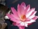 Lotus and  New Age music - Mahayana