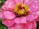 Zinnia Flower