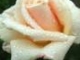 Gheorghe Zamfir - THE ROSE!!!