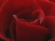 Csongrádi Kata: Millió, millió rózsaszál
