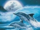 The beauty of Dolphins