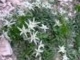 Edelweiss (Havasigyopár)