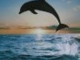 Dolphin Dance ~ music by Arvel Bird