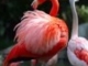 Goombay Dance Band - Flamingo