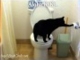Aloha KiKi - Smart Cat - Uses Toilet Paper - Funny Kitty