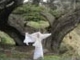 Snatam Kaur - Earth&#39;s Prayer - The Official Music Video